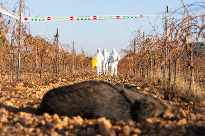 Detectats 33 casos nous de pesta porcina africana a la zona d’alt risc