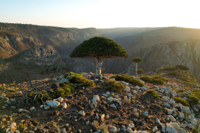 L’illa que sembla d’un altre planeta: Socotra