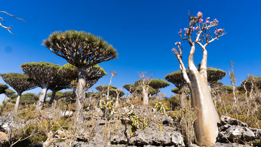 L'arbre de sang de drago (esquerra) i l'abre ampolla (dreta) s&oacute;n dels m&eacute;s emblem&agrave;tics de Socotra.