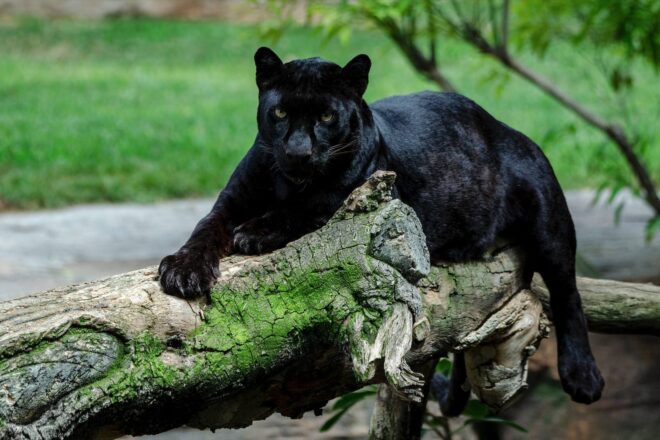 Ha mort Mamba, l’emblemàtica pantera negra del Bioparc
