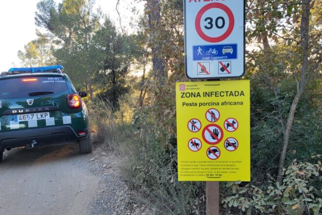 Localitzats cinquanta senglars morts a Collserola d’ençà del dispositiu de la pesta porcina