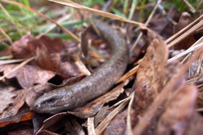 Viladecavalls bateja una nova espècie de llangardaix fòssil com a ‘Fontisaurus tarumbaire’