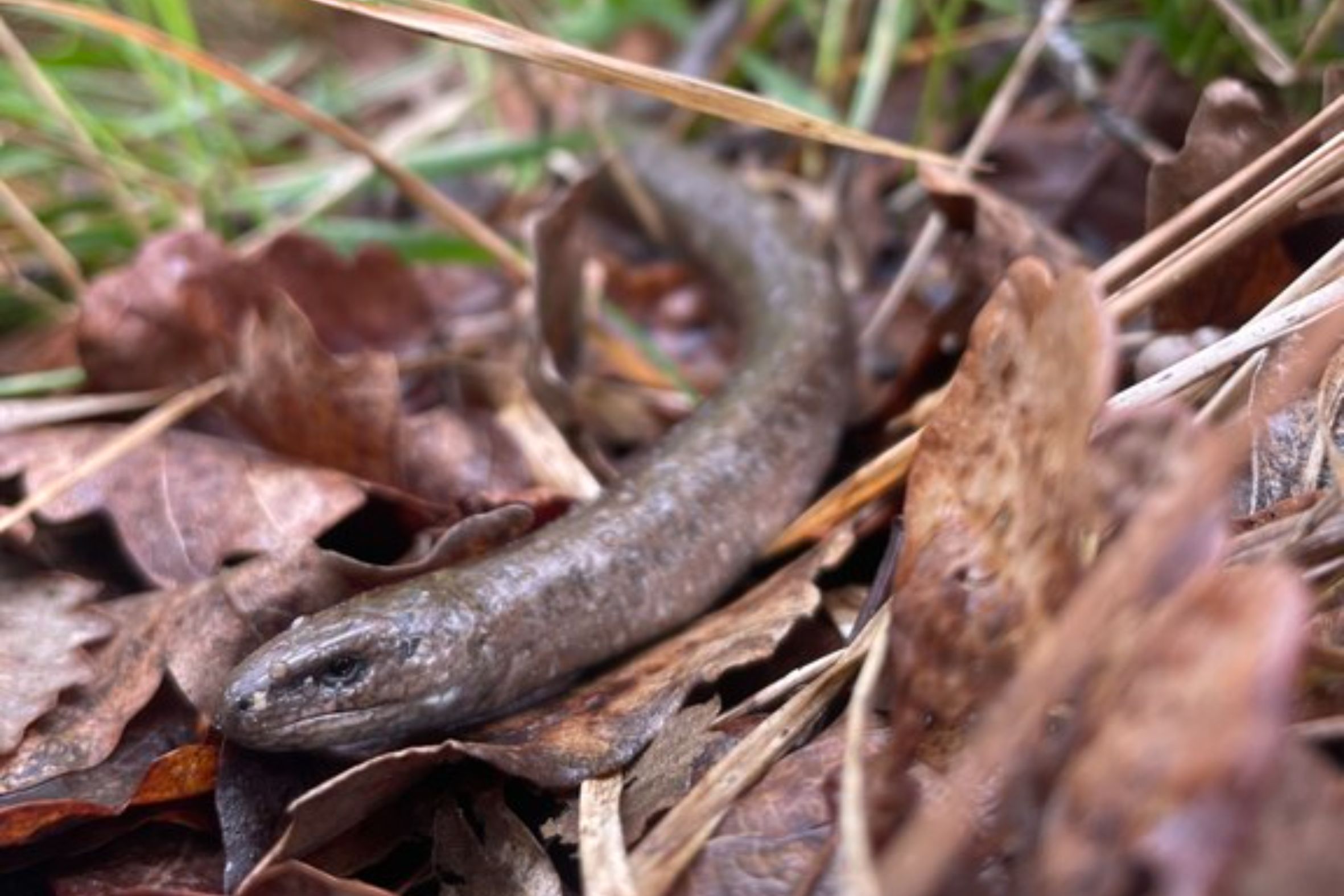 Viladecavalls bateja una nova espècie de llangardaix fòssil amb el nom de 'Fontisaurus tarumbaire'