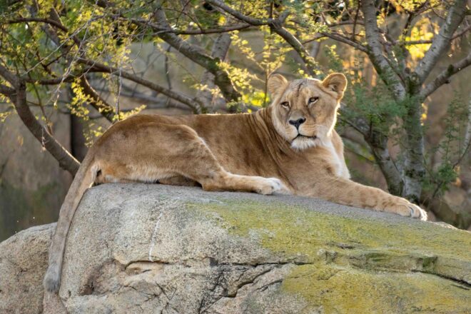 S’ha mort Luana, la lleona més vella del Bioparc València, a 20 anys