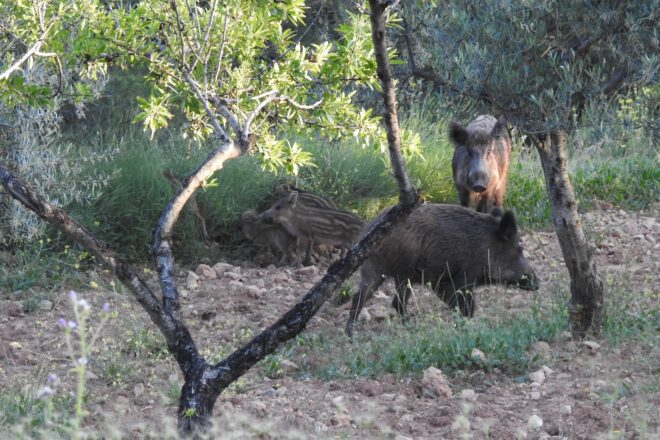 Troben tres casos més de senglars amb pesta porcina africana i eleva el total a setze