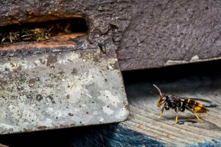 Una vespa asiàtica a l'entrada d'un rusc d'abelles de la mel a Arenys de Munt. Fotografia: Albert Salamé