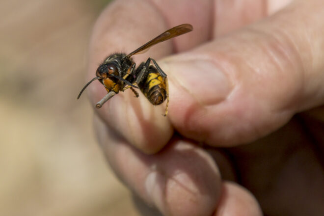 L’expansió imparable de la vespa asiàtica amenaça l’apicultura i la producció de mel