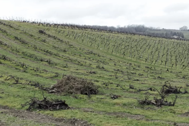 “Encara no hem tocat fons”: els aranzels i la caiguda del consum d’alcohol aboquen el conyac francès a una crisi existencial