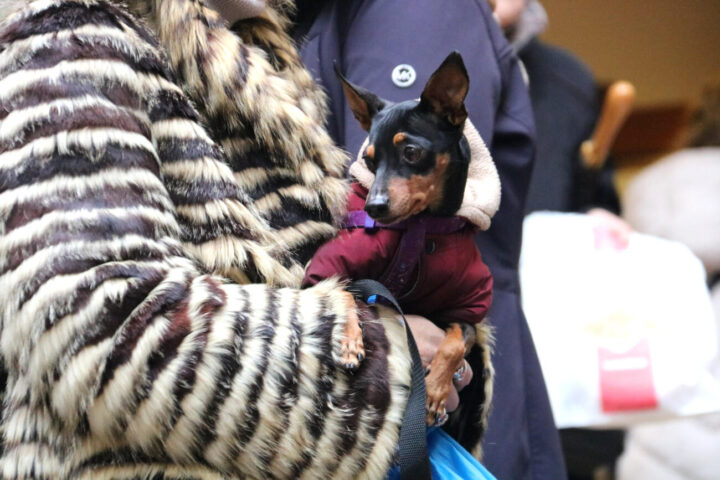 Un gos a l'espera de ser beneït en el marc de Sant Antoni Abat a Lleida (fotografia: ACN / Alba Mor)