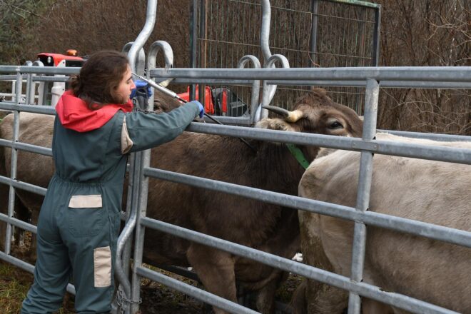 Andorra vaccina el 100% de les explotacions ramaderes contra la dermatosi nodular