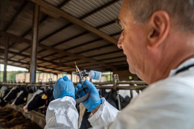 El govern obre un expedient sancionador a una explotació de l’Alt Empordà per haver incomplert la vaccinació de vaques