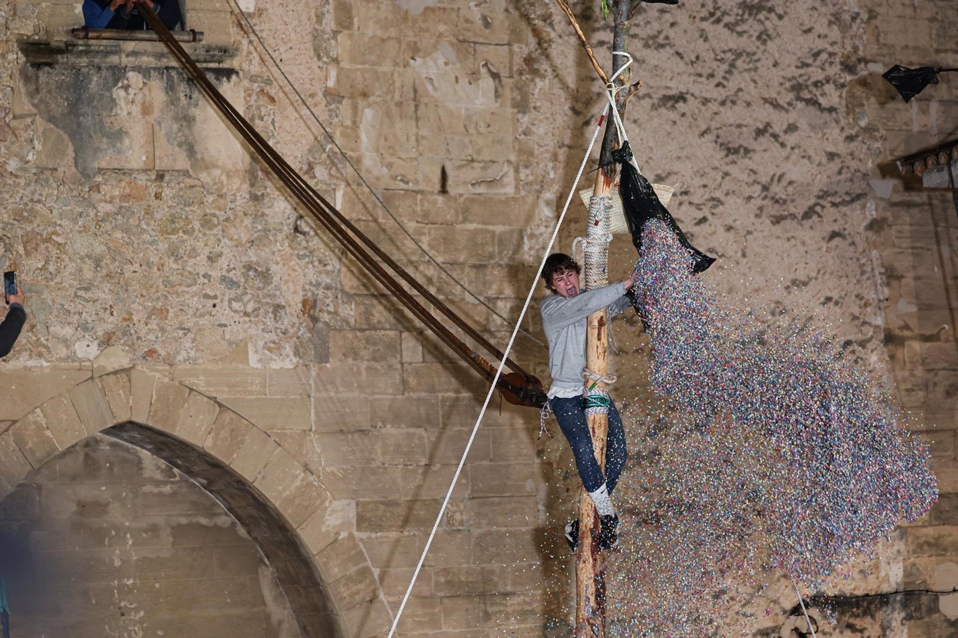 Joan Rebassa, nascut el 2008, corona un Pi de Sant Antoni més curt que no és habitual després d'haver-se partit per dos costats (fotografia: Tomàs Moyà/Europa Press).