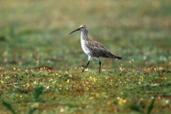 Polit o Sirlot becfí