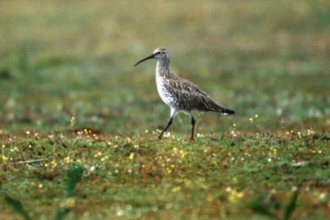 Sis animals i dues plantes foren declarats extints l’any passat. Sabeu quins són?