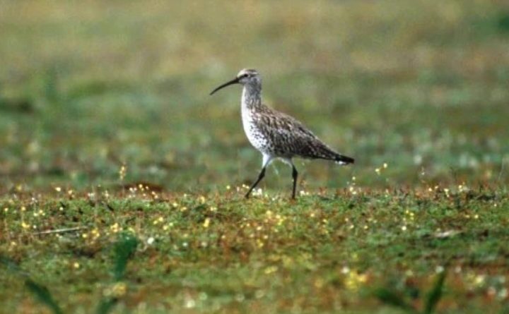 Polit o Sirlot becfí