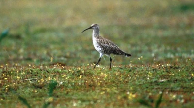 Polit o Sirlot becfí