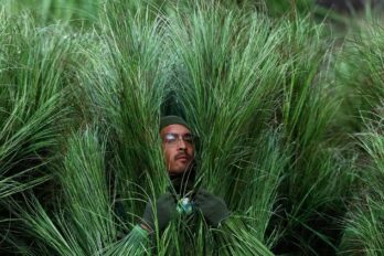 Persones-arbust al Levi’s Stadium.