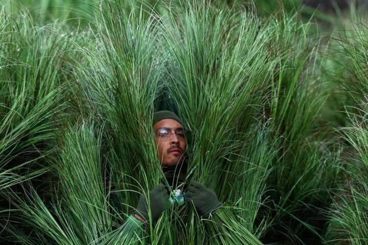 Persones-arbust al Levi’s Stadium.