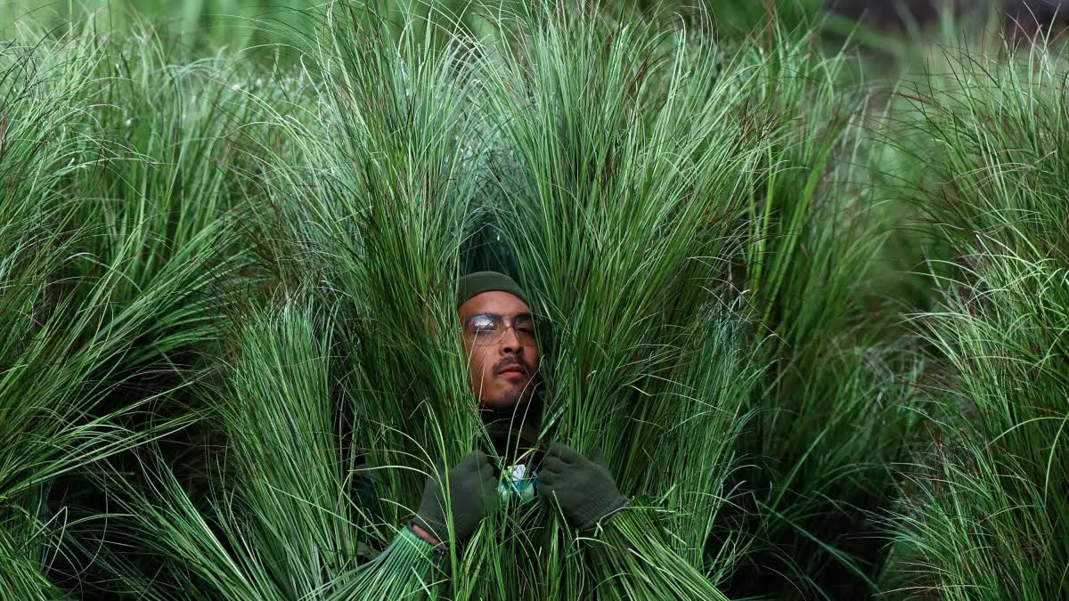 Persones-arbust al Levi’s Stadium.