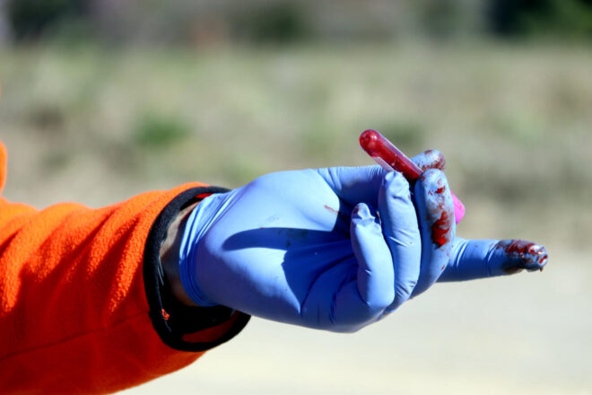 Els caçadors denuncien han de treure mostres “sense formació” dels senglars abatuts per la pesta porcina