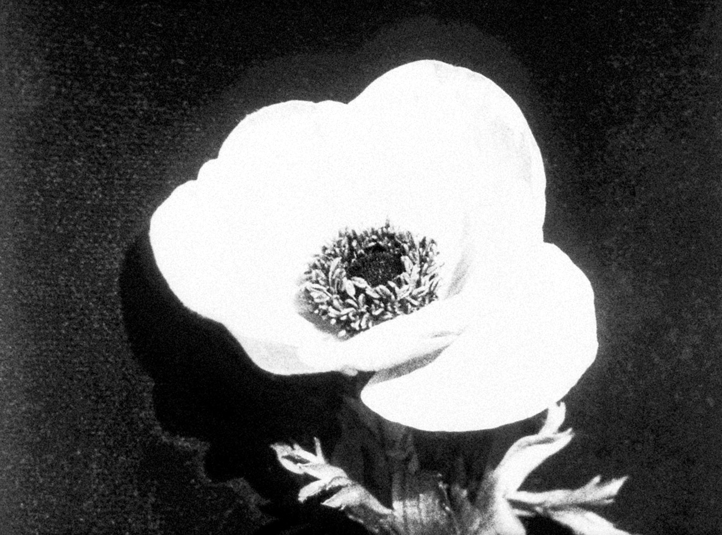 Fotograma de ‘Estudi cinematogràfic d’un arabesc’ (1929).