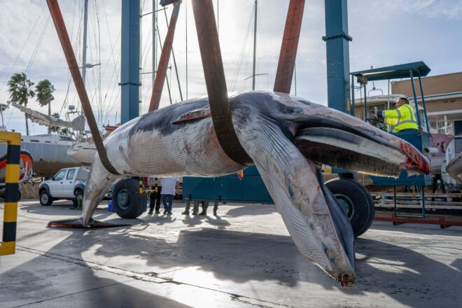 Troben una balena de nou metres sense vida al port de València