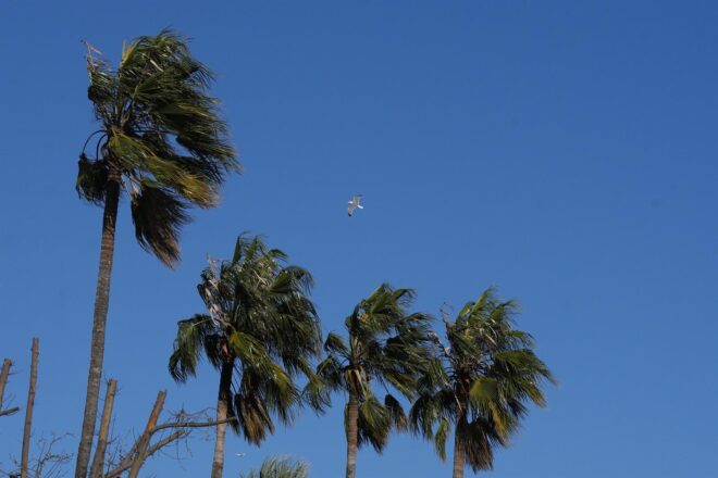 Emergències emet un avís especial pel temporal de vent al País Valencià i alerta de ràfegues de 120 km/h
