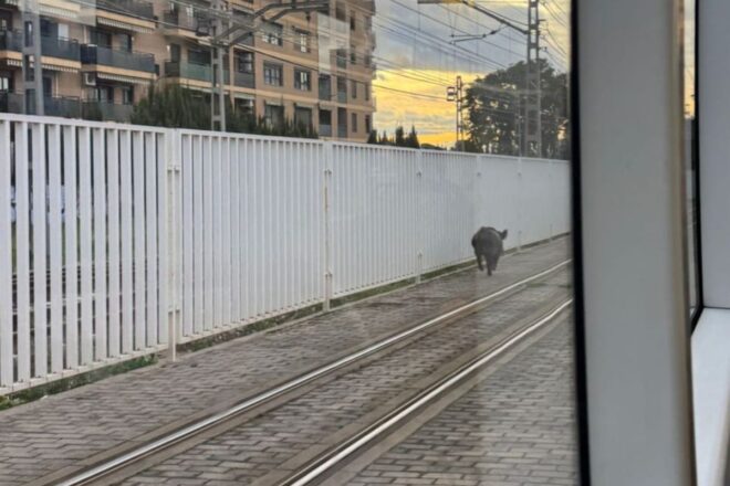 [VÍDEO] Un senglar desorientat a les vies de Metrovalència provoca retards a dues línies