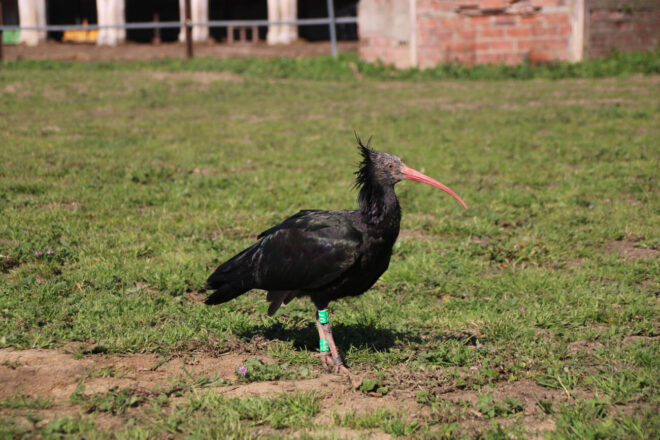 Alliberen una vintena d’ibis ermitans als Aiguamolls de l’Empordà amb l’objectiu de recuperar l’espècie a Catalunya