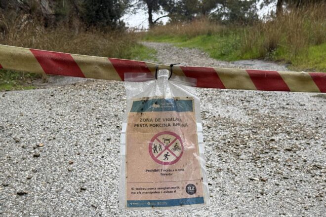 Un estudi preliminar descarta que la soca catalana de pesta porcina africana sigui menys virulenta