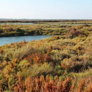 Illa Saltés, de paradís natural a infem concentracionari