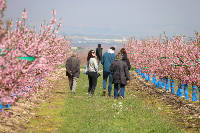 Prop d’un miler de turistes visiten el paisatge rosa d’Aitona en el primer cap de setmana de Fruiturisme