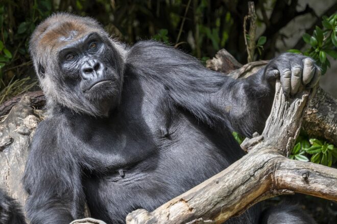 Un nou fòssil redefineix l’origen dels simis moderns i el situa fora de l’Àfrica oriental