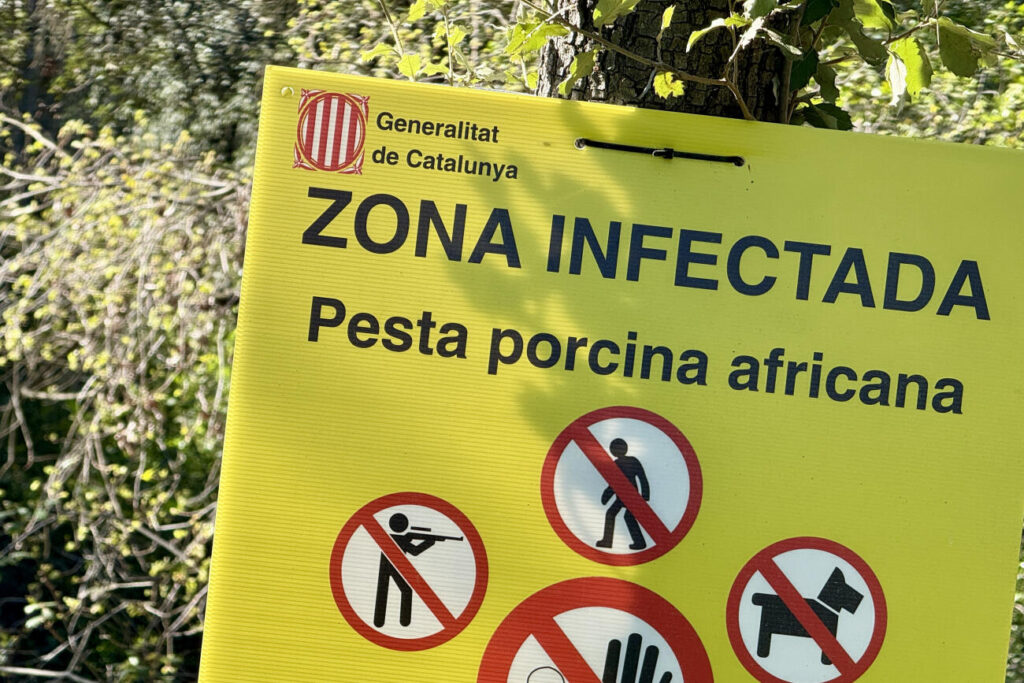 Els Mossos intensifiquen per Setmana Santa el patrullatge a Collserola per la pesta porcina