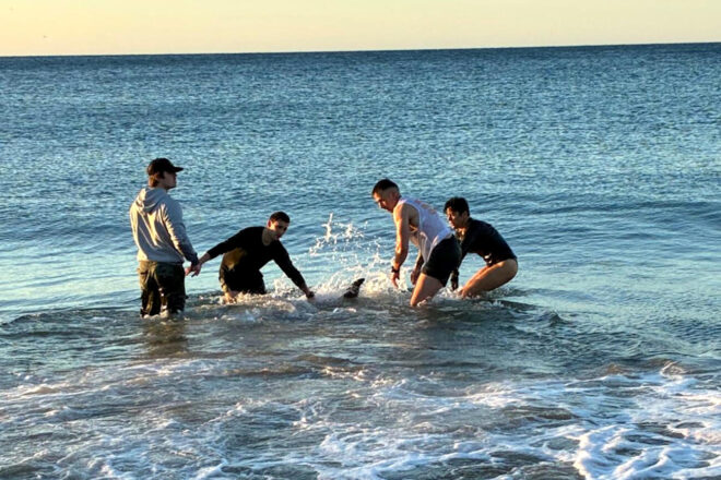 Uns joves i una agent dels mossos salven dos dofins a Sant Feliu de Guíxols