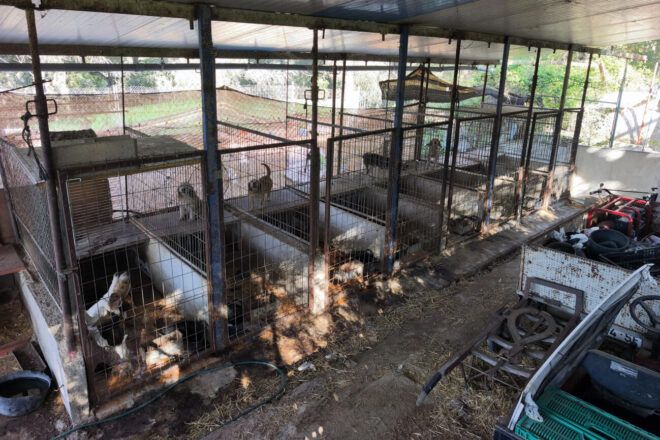 Els Mossos descobreixen una plantació de marihuana en una canera amb gossos en mal estat a Cassà