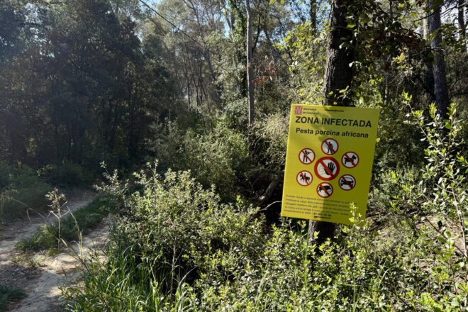 Detecten setze nous casos de pesta porcina africana en senglars a la zona d’alt risc