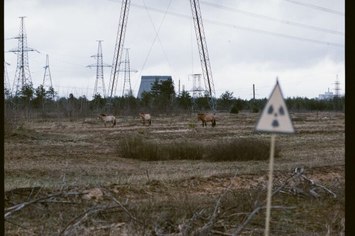 Cavalls de Przewalski a la zona d'exclusió de Txornòbil, aquest mes. L'espècie, en perill d'extinció, fou reintroduïda a la zona als anys noranta, després de l'accident (fotografia: Serhiy Morgunov/The Washington Post).