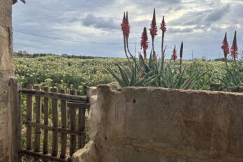 Fotografia: Jean-Marie del Moral.