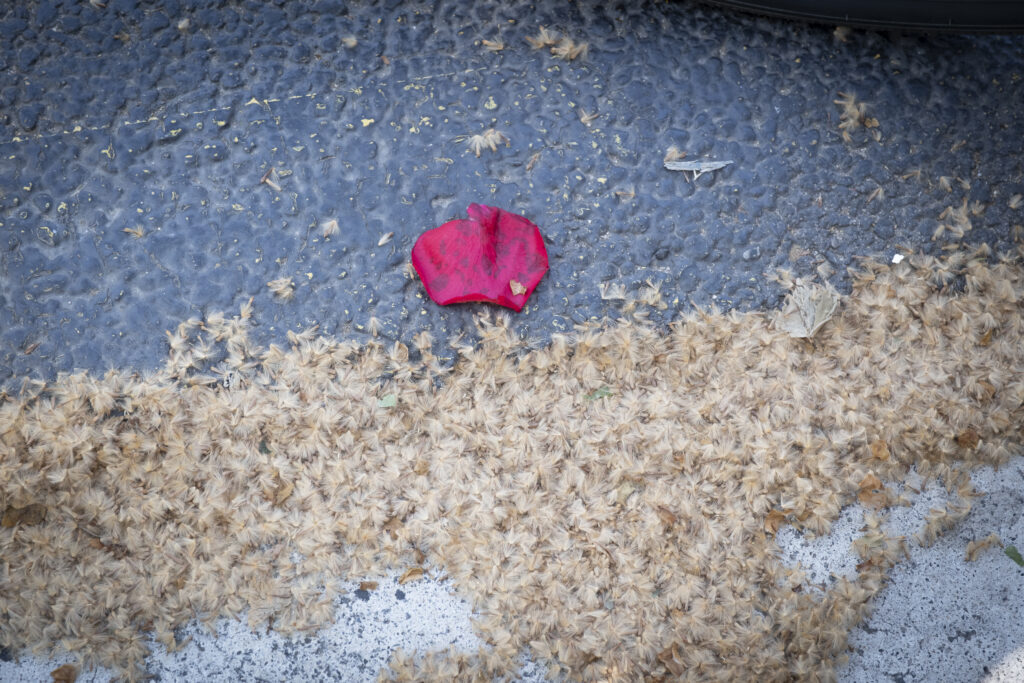 Què són les partícules de l’aire que han fet la guitza aquest Sant Jordi?