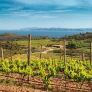 El Festival Terrer Empordà s’endinsa en el paisatge vinícola històric de l’Albera