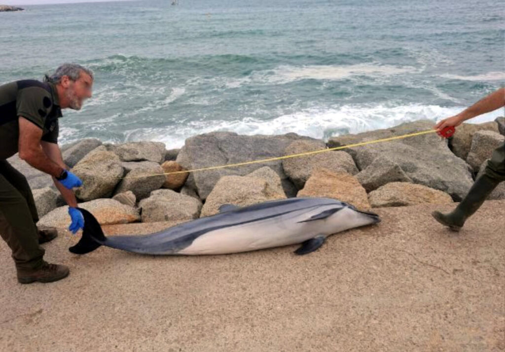 Un dofí llistat mort a la platja de Ponent de Mataró