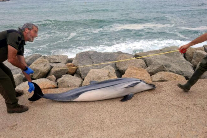 Un dofí llistat mort a la platja de Ponent de Mataró