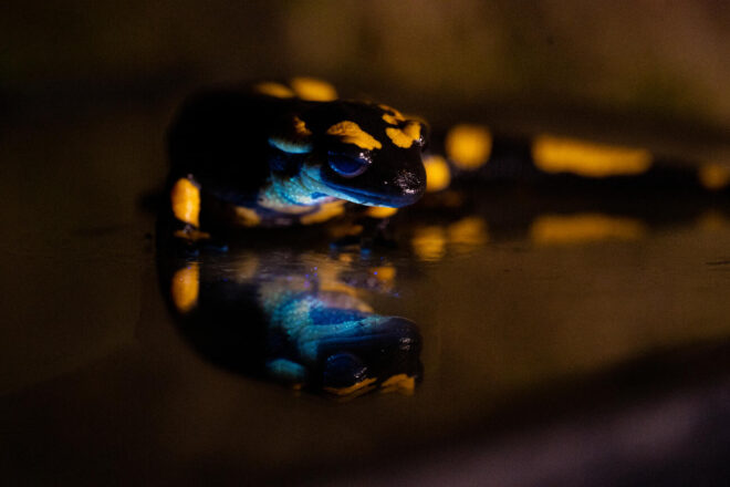 Descobreixen que la salamandra comuna és fluorescent sota la llum ultraviolada