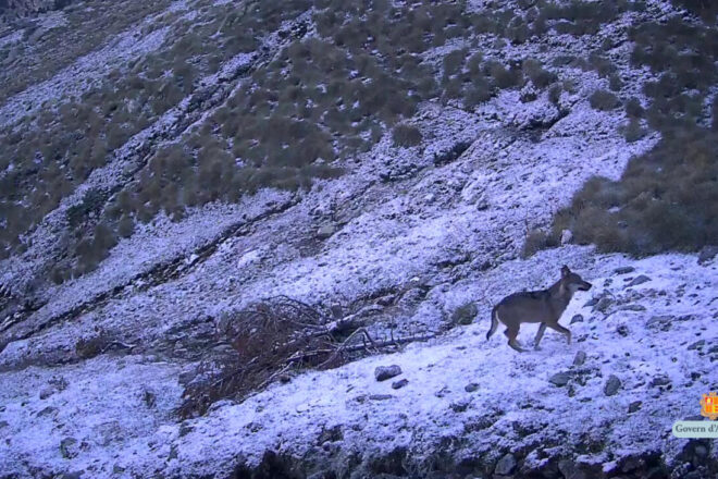 Andorra detecta la presència “aïllada” del llop