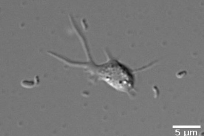 Descobreixen a Blanes una ameba d’un llinatge desconegut i amb comportaments inèdits