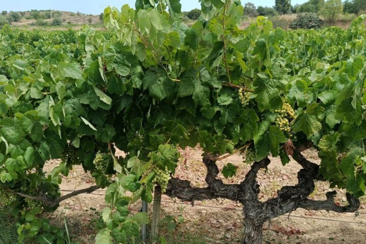 Vinya de xarel·lo del Penedès aquest juliol.
