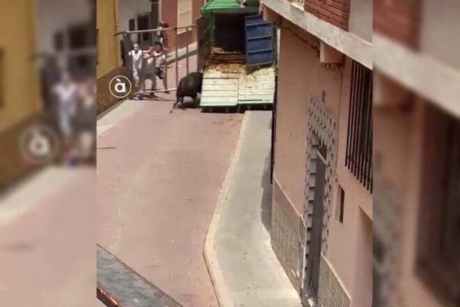 Capturat el bou que va fugir durant les festes taurines de Gàtova