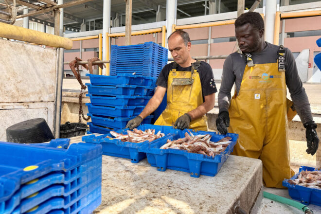 Gamba vermella abundant, barques aturades: el sector critica amb duresa els topalls europeus