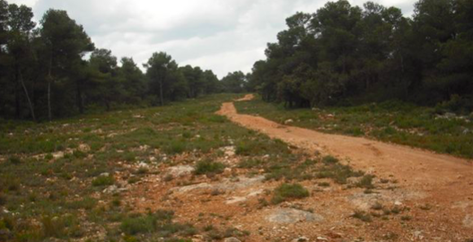 Discontinuïtat en una pineda
